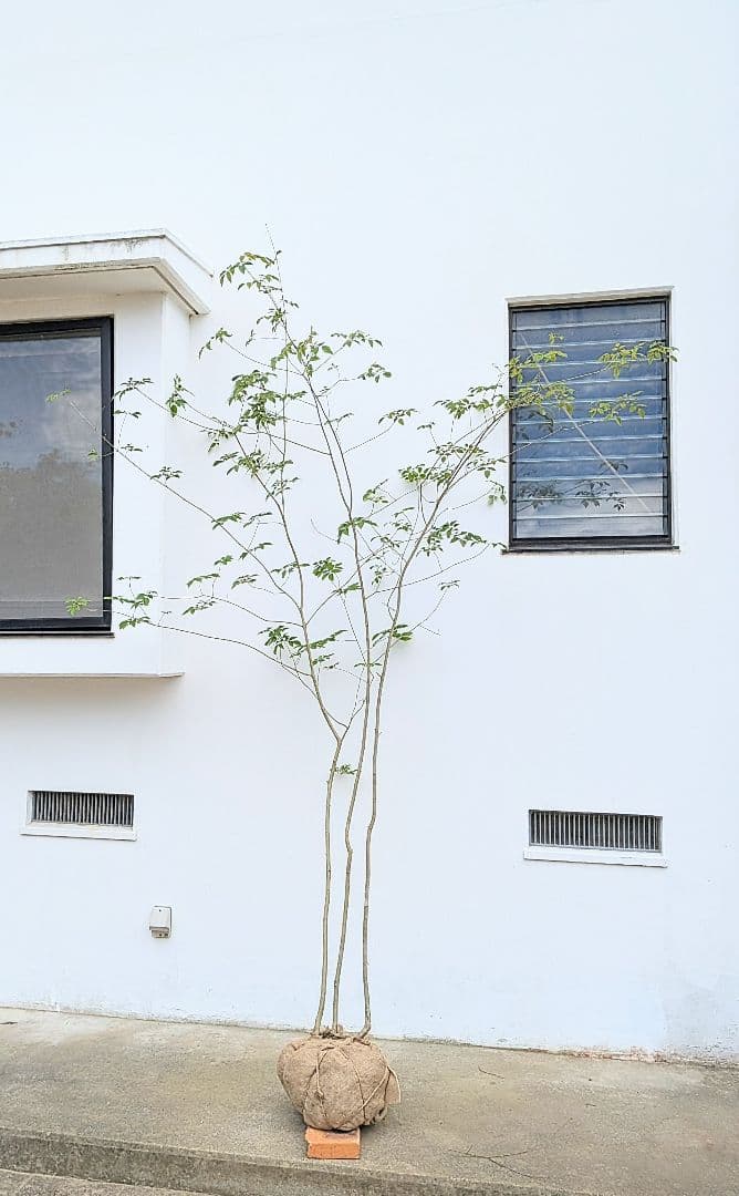 特価！安心の九州産。特大天然アオダモ。