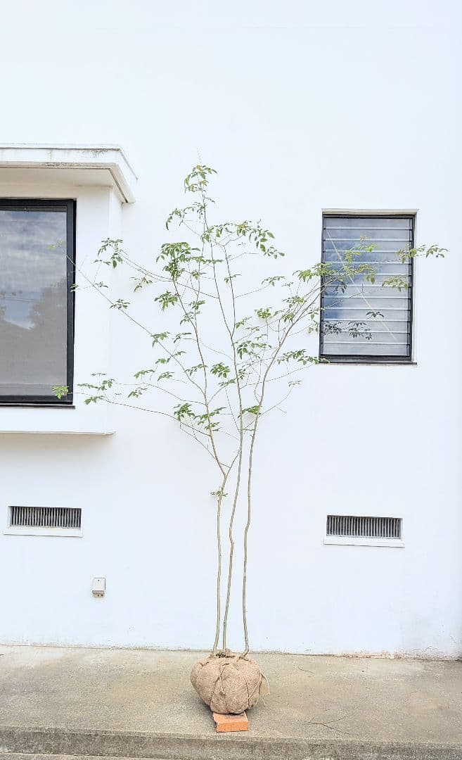 特価！安心の九州産。特大天然アオダモ。