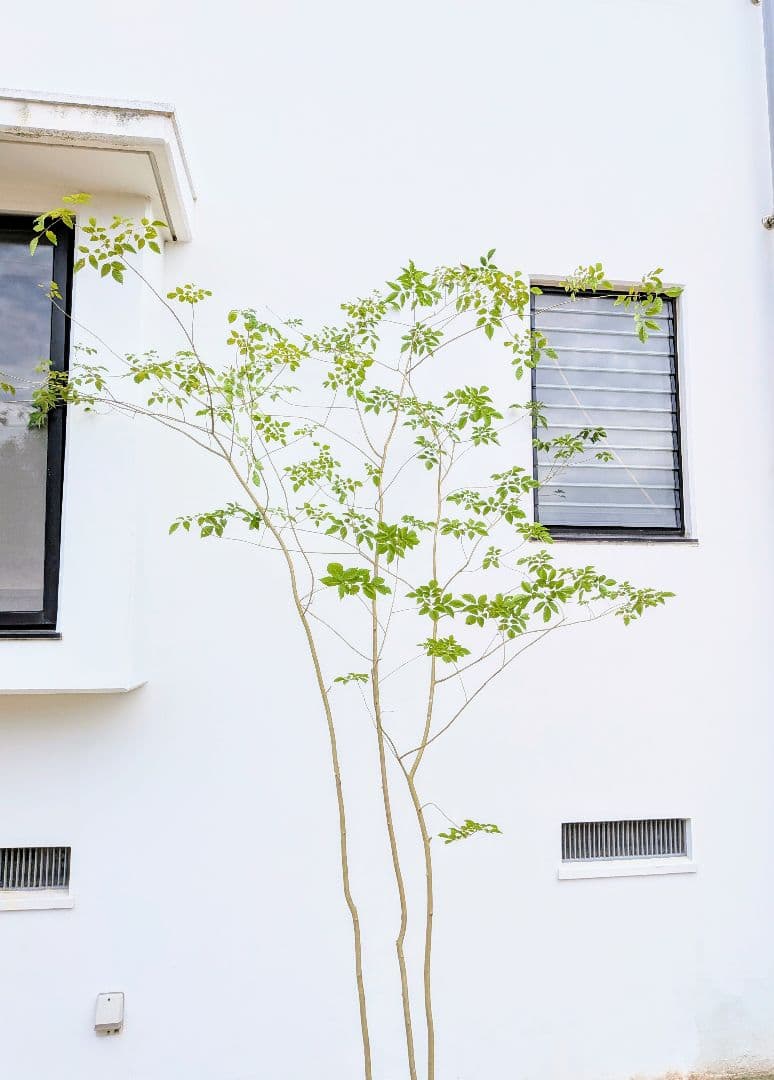 特価！安心の九州産。特大天然アオダモ。