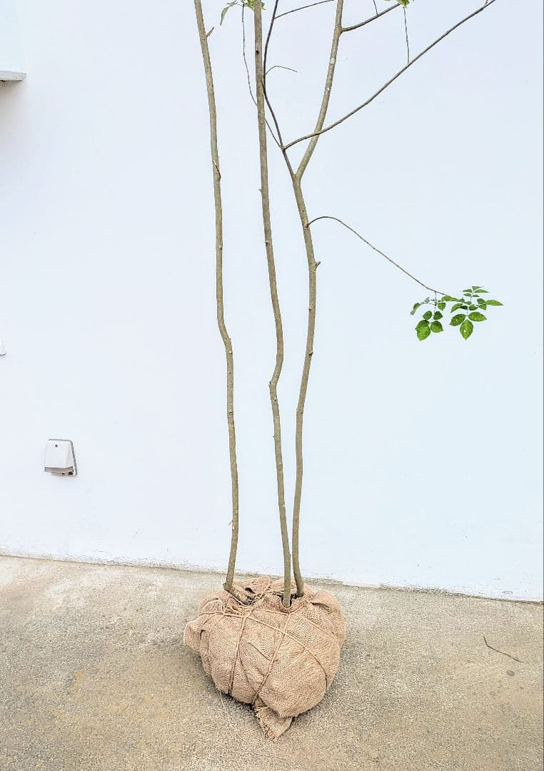 特価！安心の九州産。特大天然アオダモ。