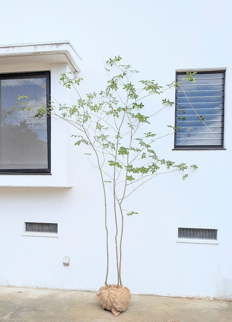 特価！安心の九州産。特大天然アオダモ。