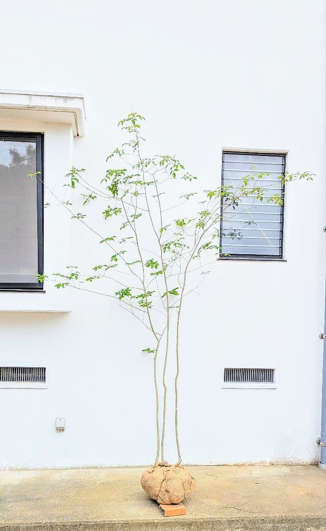 特価！安心の九州産。特大天然アオダモ。