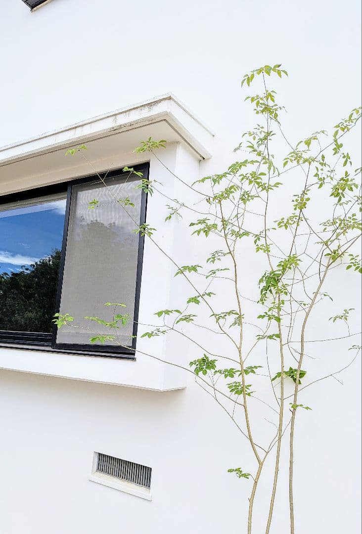 特価！安心の九州産。特大天然アオダモ。