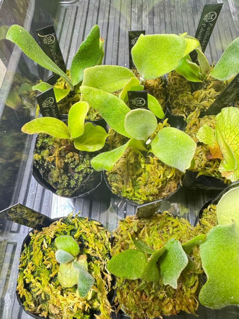 ビカクシダ　15種