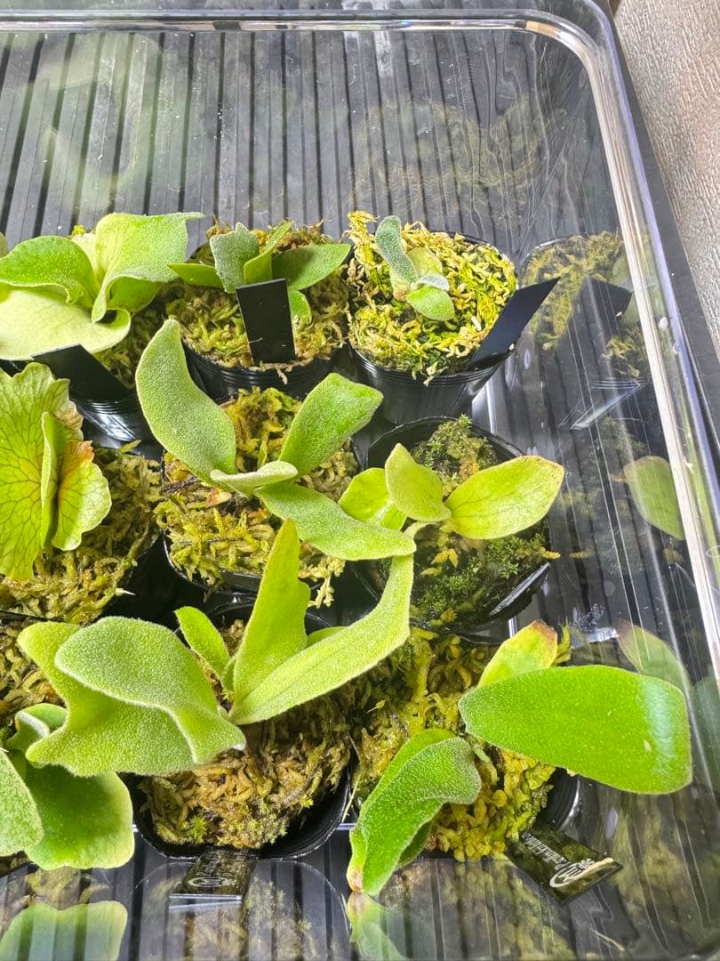 ビカクシダ　15種