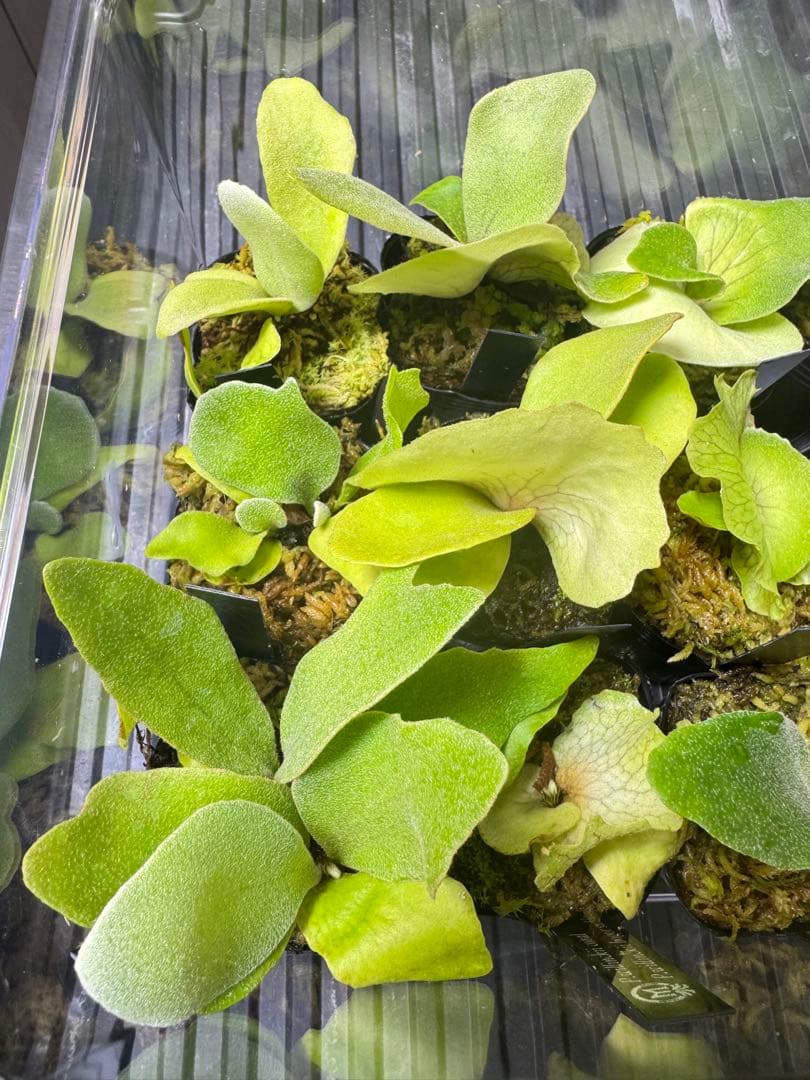 ビカクシダ　15種