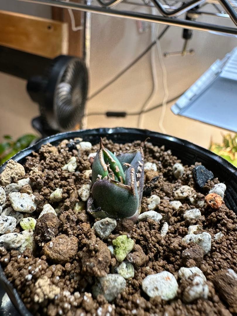 アガベ チタノタ CJspecial CJスペシャル CJ9 清櫻タイプ 子株 - メルカリ