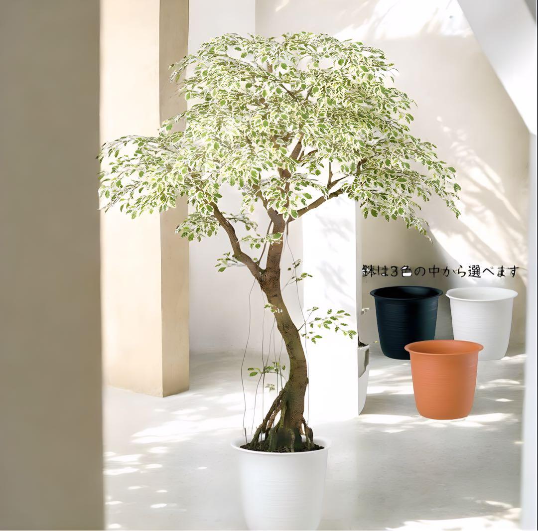 光触媒　人工観葉植物　フェイクグリーン　ベンジャミナスターライトコアッド鉢付き