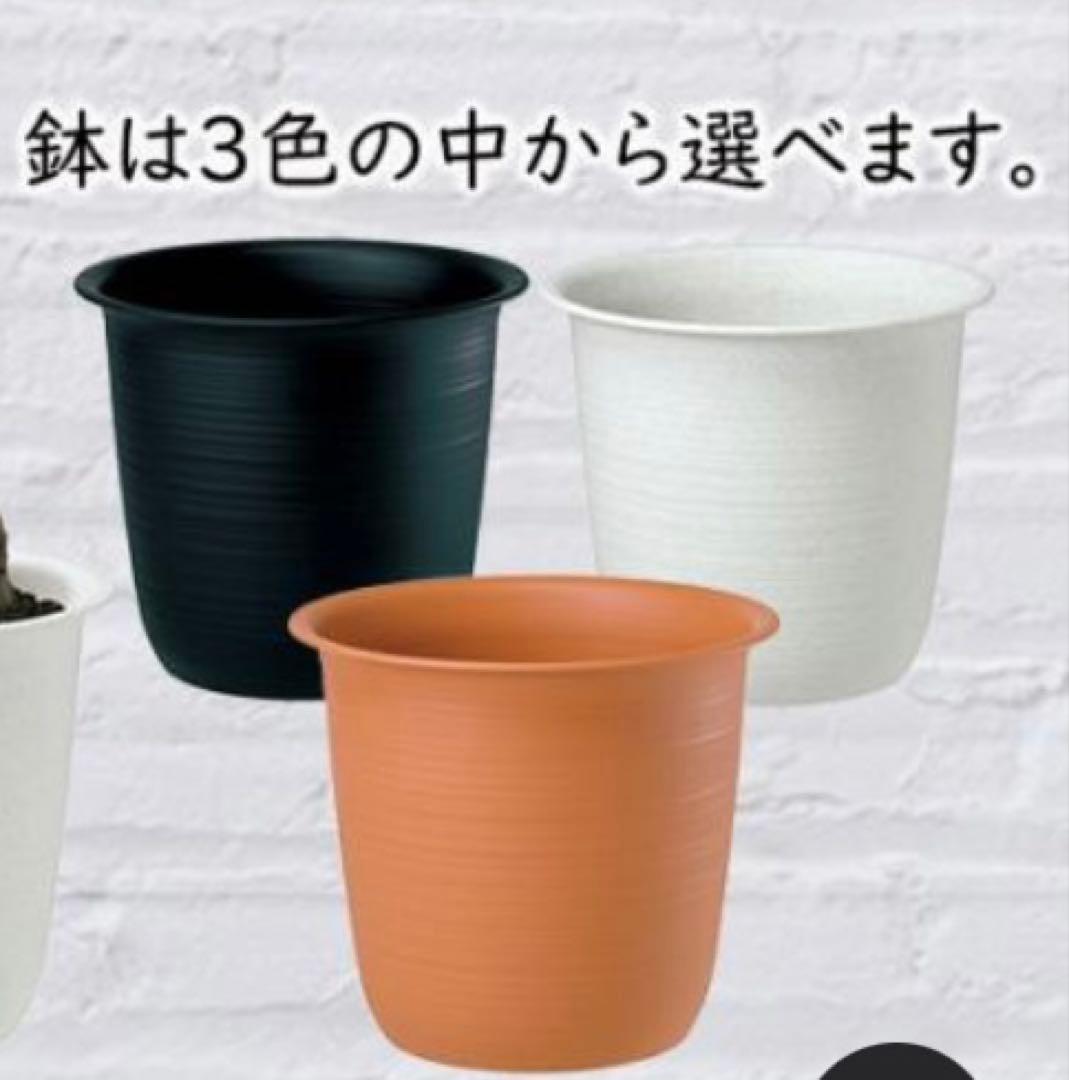 光触媒　人工観葉植物　フェイクグリーン　ベンジャミナスターライトコアッド鉢付き