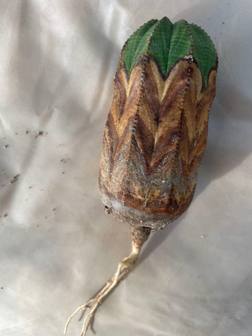 G*N様 木質化 オベサ 3号より少し大きいサイズ