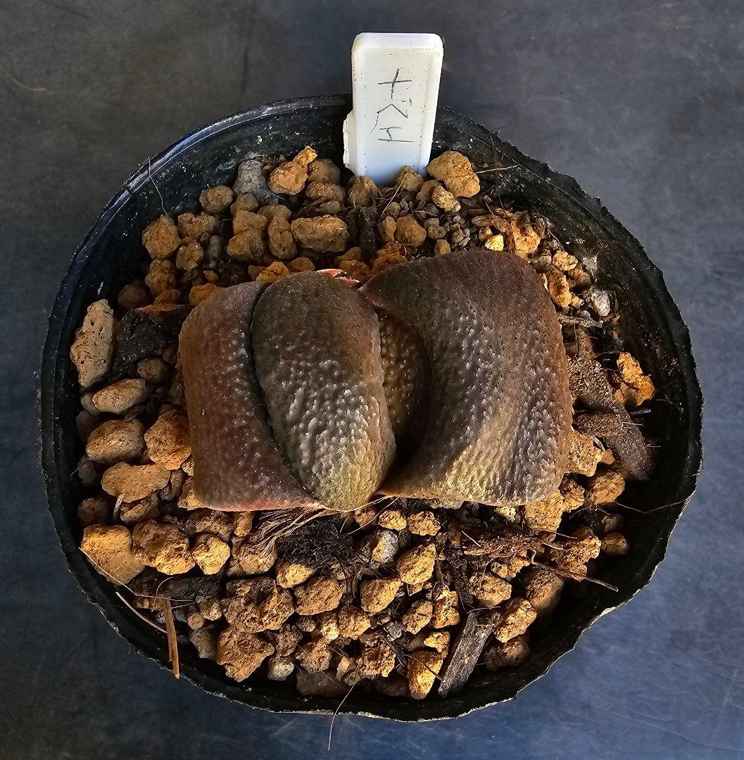 メルカリ便発送&ロウルサンコさんラベル付き☆ガステリア 臥牛十兵衛