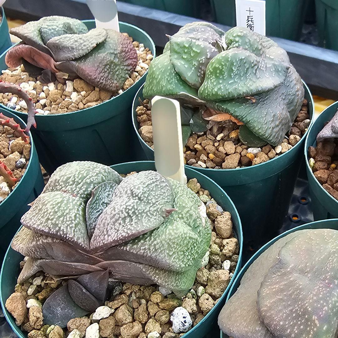 メルカリ便発送&ロウルサンコさんラベル付き☆ガステリア 臥牛十兵衛