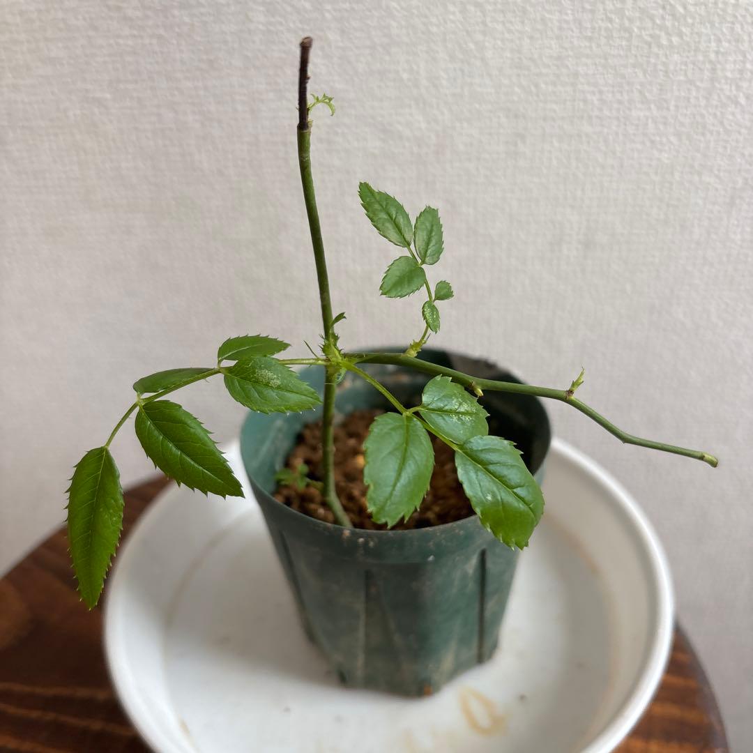 レア品種‼️コンキュサーレ