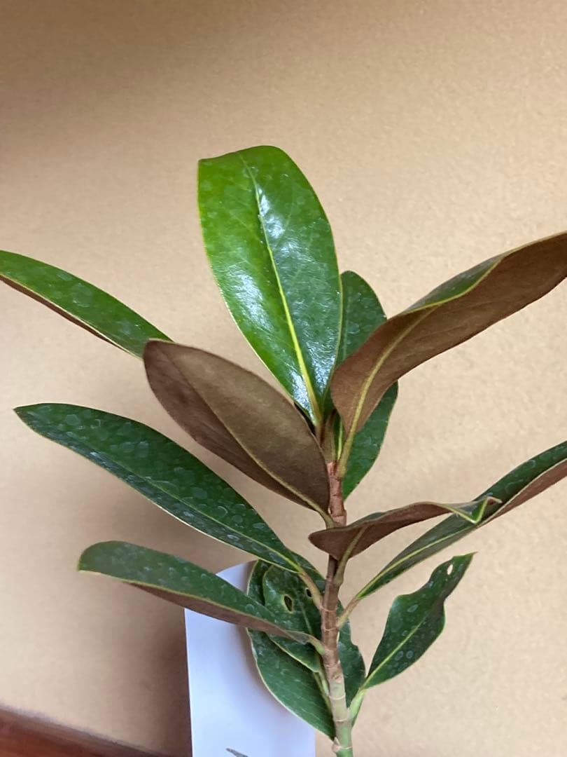 タイサンボク リトルジェム 接木 苗木