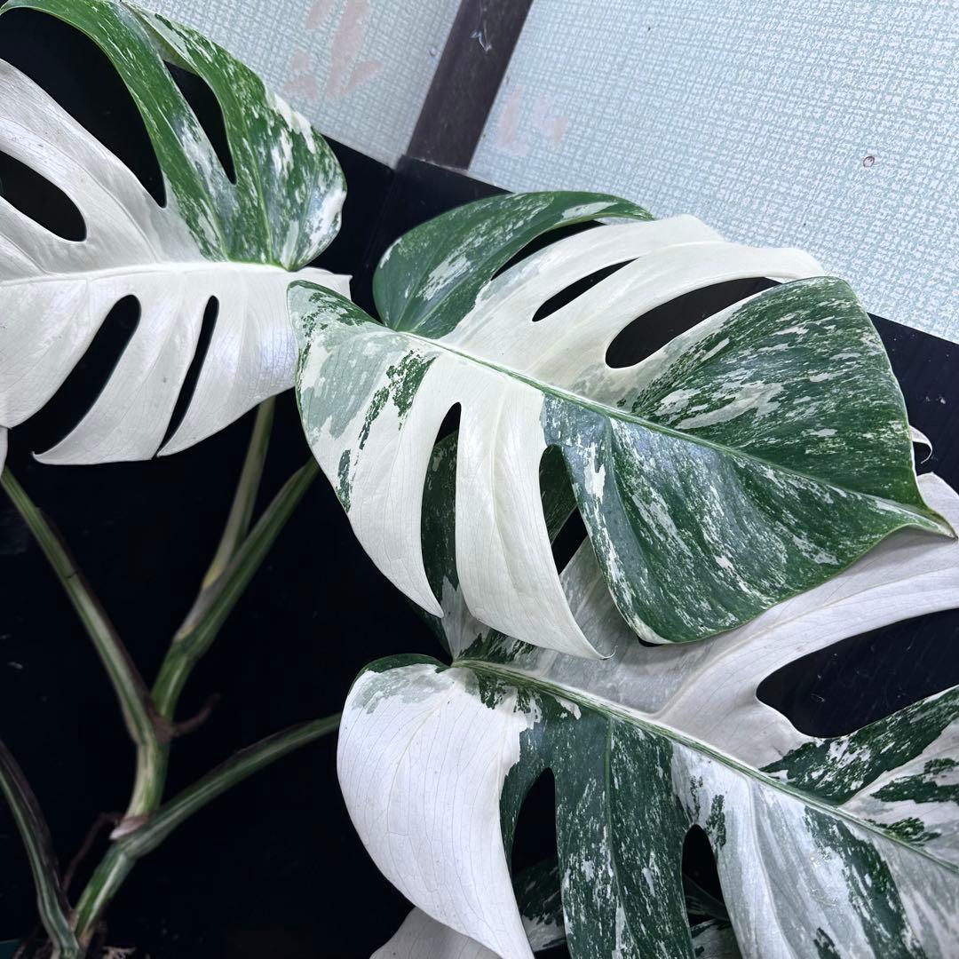 ミ*テ様 斑入りモンステラ ホワイトタイガー極美大株72cm白斑多