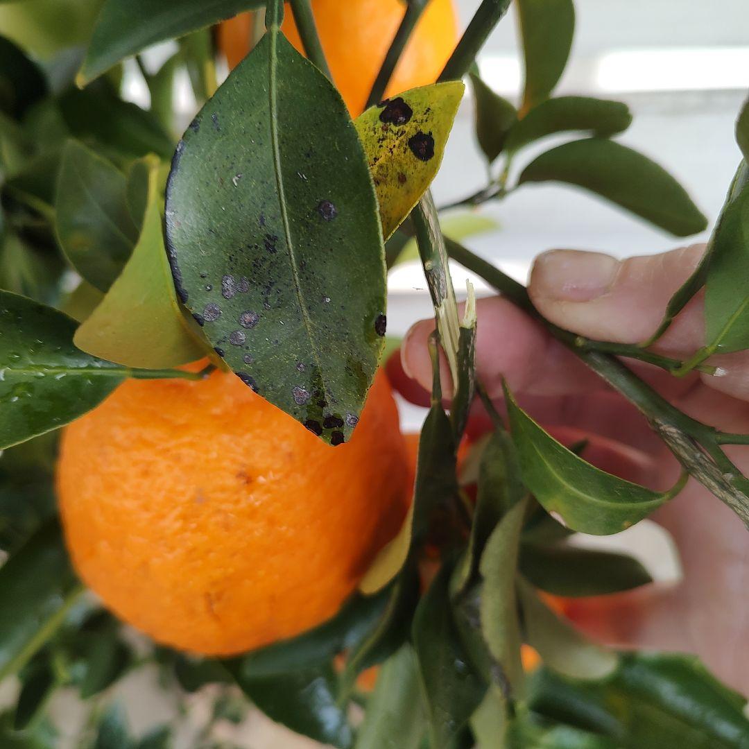 がんもさま ポンカン 苗木 5年生 実つき！