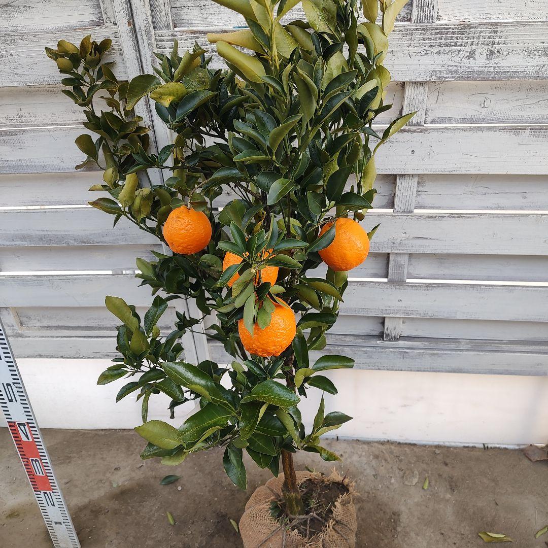 がんもさま ポンカン 苗木 5年生 実つき！