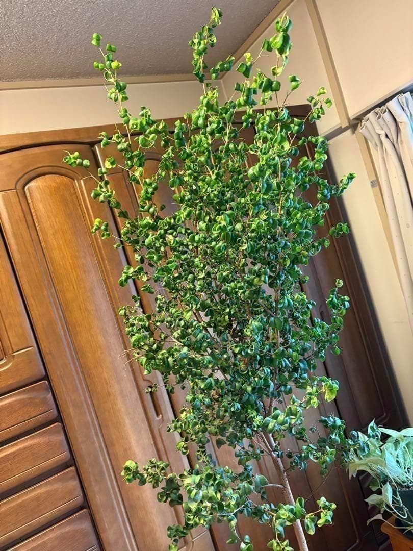 直接引取限定】ベンジャミン・バロック 大株（高さ約2m・1本立ち）