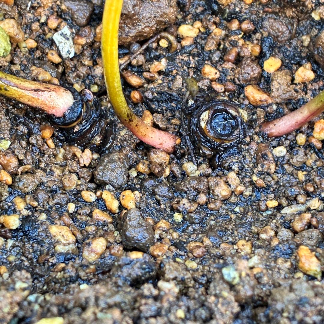 よ*ん様 ❤️開花株❤️BRIAR ROSE同一交配930Ash【ASHWOOD