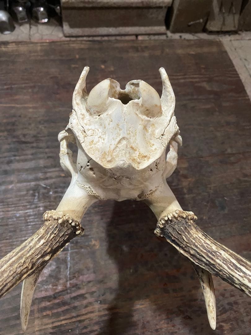 R*n様 蝦夷鹿hunting trophy（deer skull）