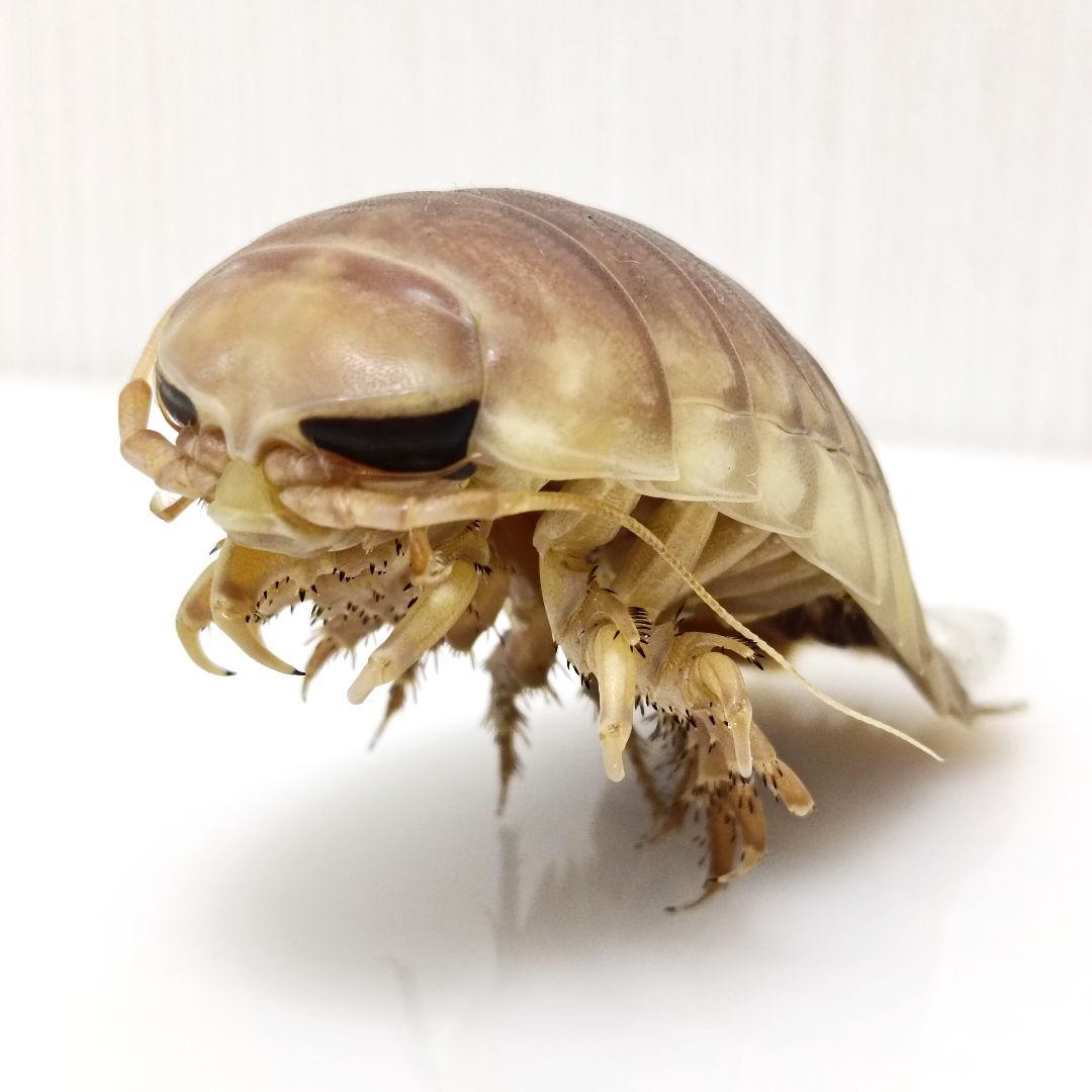 【1点物】乾燥・色彩保存標本 オオグソクムシ