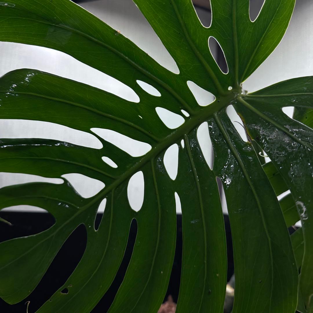 ゆ*う様 モンステラデリシオーサマクロコズム超希少系統鉢植え63㎝