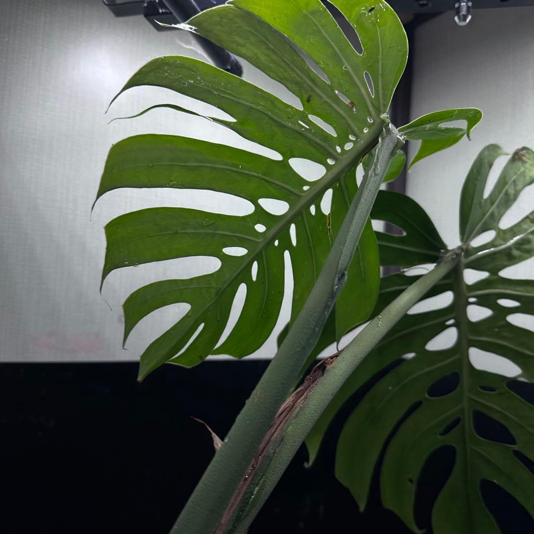 ゆ*う様 モンステラデリシオーサマクロコズム超希少系統鉢植え63㎝