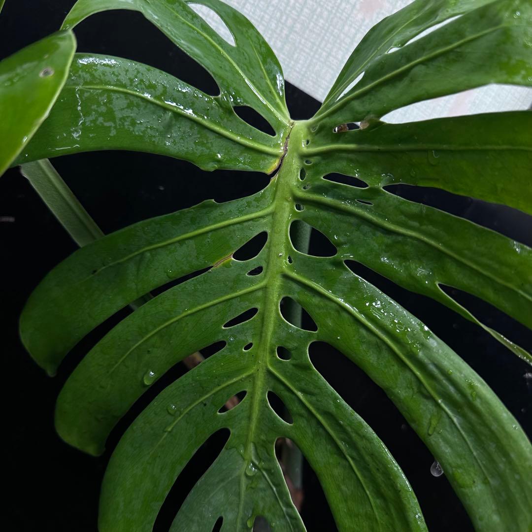 ゆ*う様 モンステラデリシオーサマクロコズム超希少系統鉢植え63㎝