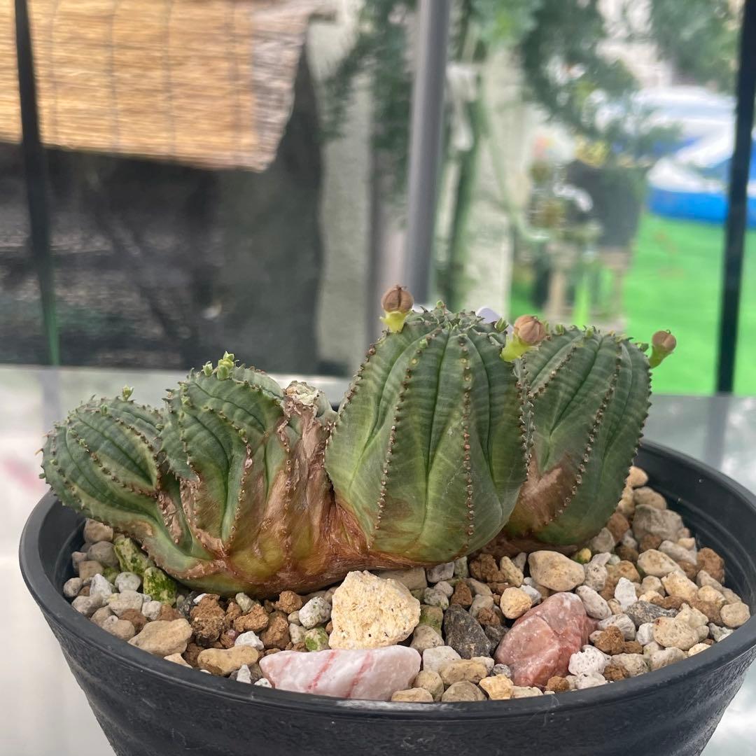 コレクション株　綴化株　群頭　モンスト　メス　オベサ(検索　ホリダ　バリダ