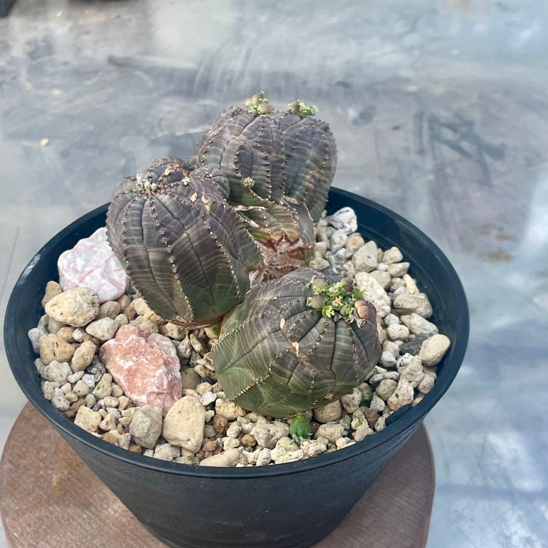 コレクション株　綴化株　群頭　モンスト　メス　オベサ(検索　ホリダ　バリダ