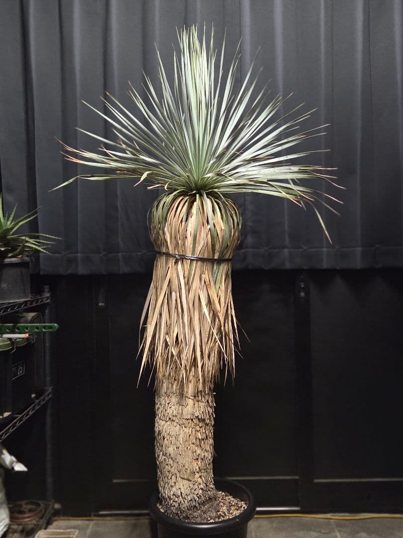 専用、セット、リピ、特割ユッカロストラータ 大、太株 (つ)濃厚ブルー葉