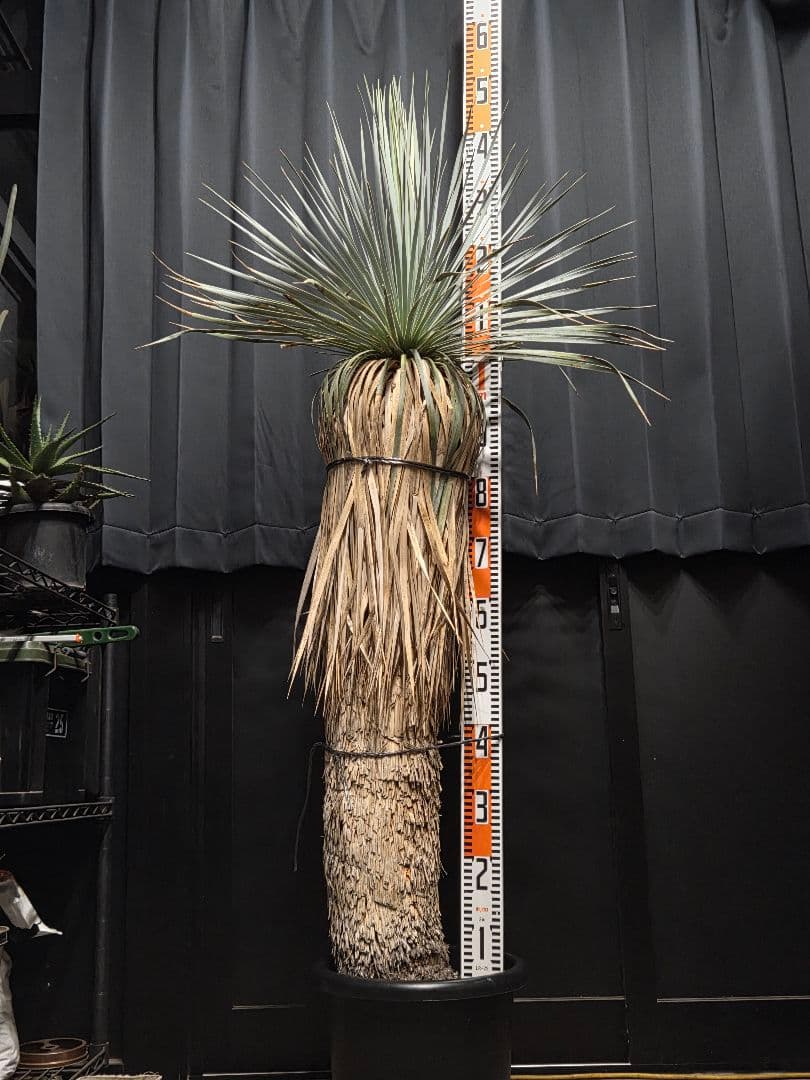 専用、セット、リピ、特割ユッカロストラータ 大、太株 (つ)濃厚ブルー葉