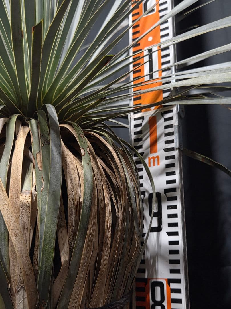 専用、セット、リピ、特割ユッカロストラータ 大、太株 (つ)濃厚ブルー葉