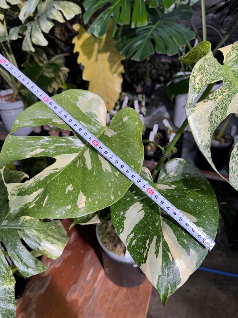 k*u様 2モンステラ　タイコンステレーション　スターライト