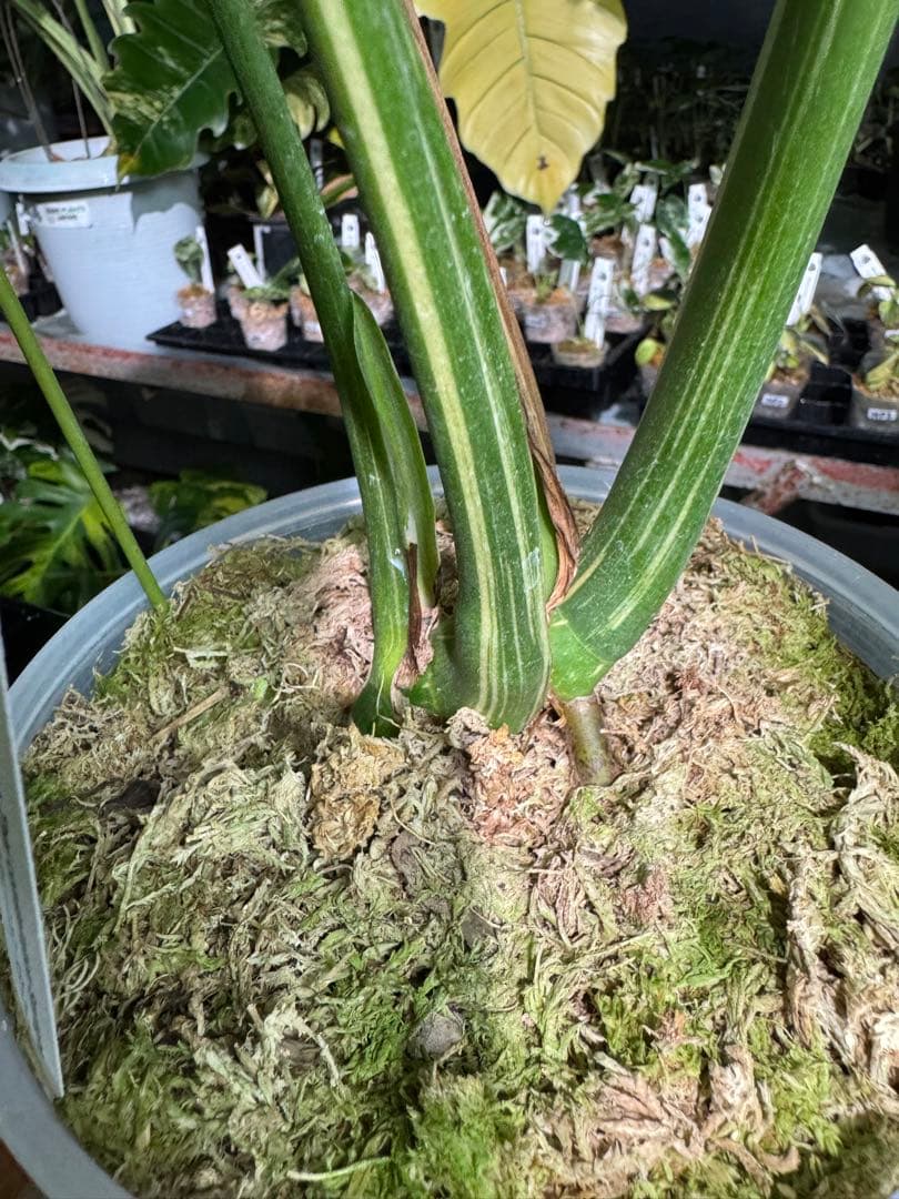 k*u様 2モンステラ　タイコンステレーション　スターライト