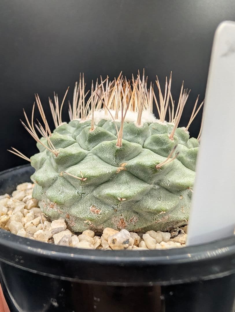 D 菊水 大型タイプ実生 鉢植えメルカリ便送料込み