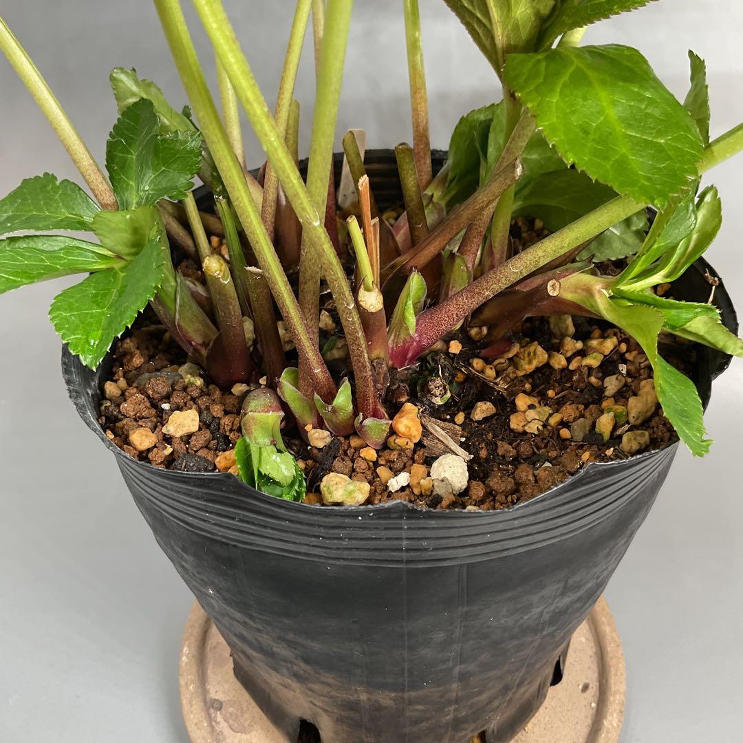 芳香性クリスマスローズ ホワイトダブル【開花3年目充実株】