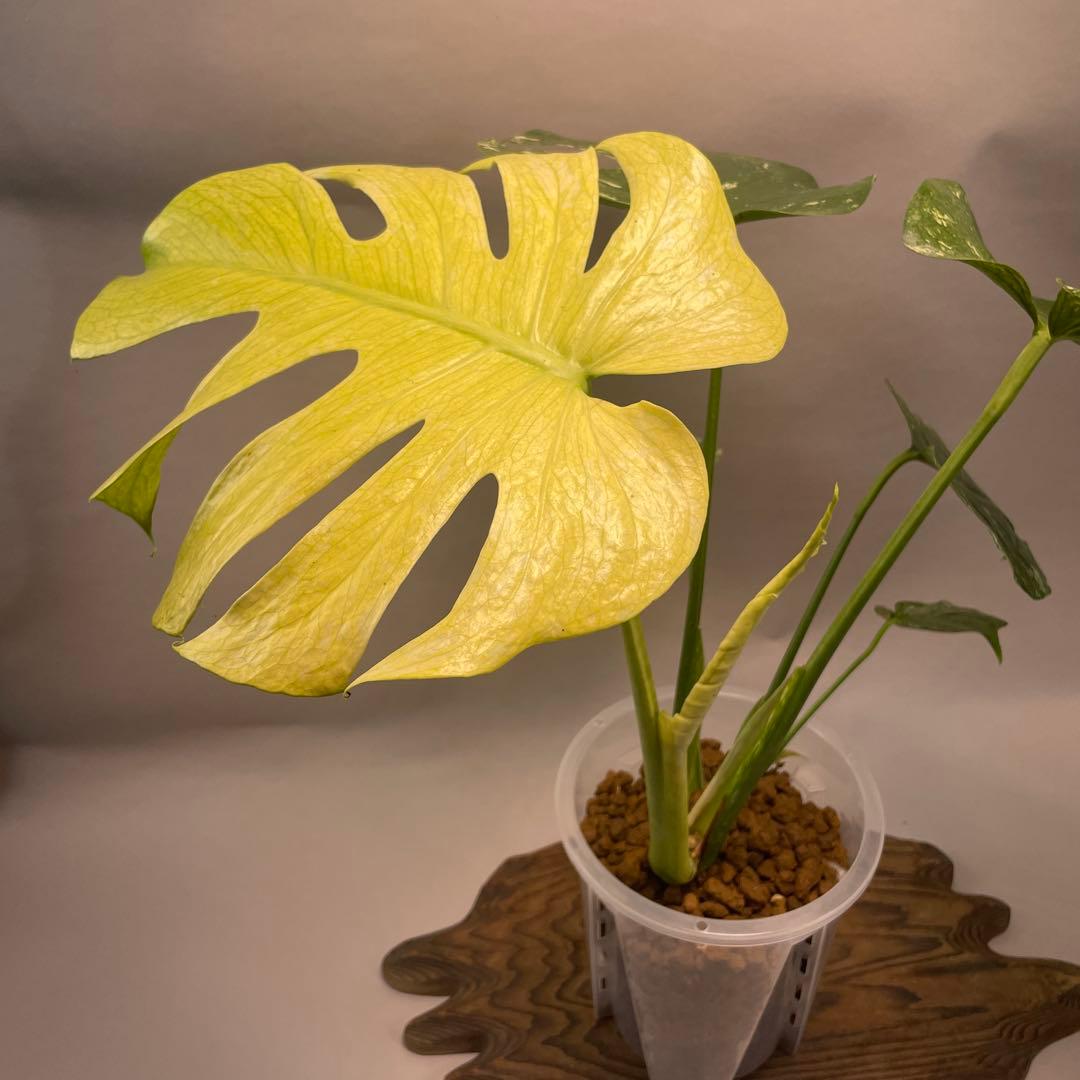 a105ホワイトモンスター 天津蘭 モンステラ斑入り - メルカリ