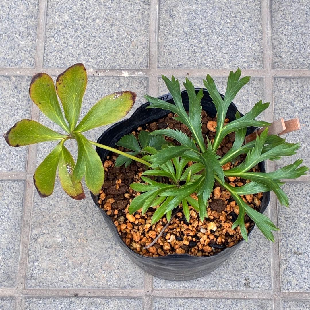 も*子様 ❤️根充実❤️逞しい新芽元気株❤️3207⭐️小輪⭐️スレート⭐️コン