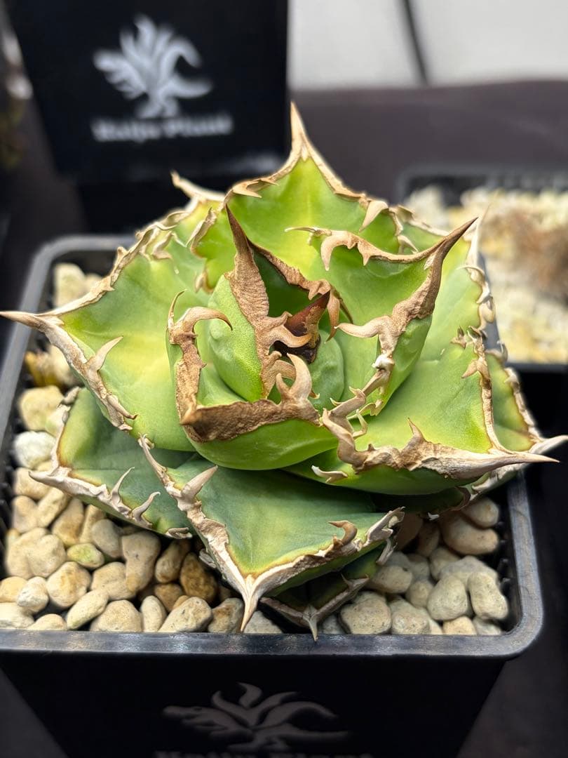 アガベチタノタ　清櫻