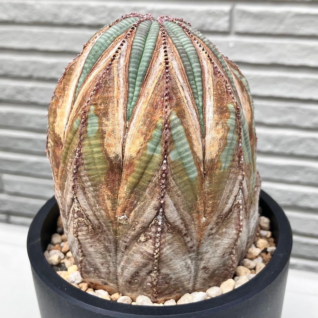 ユーフォルビア オベサ オールド 木質化