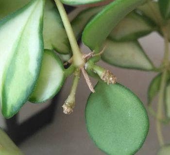 ホヤ ヘウスケリアナ 斑入 花座 大鉢 アクアセル入り