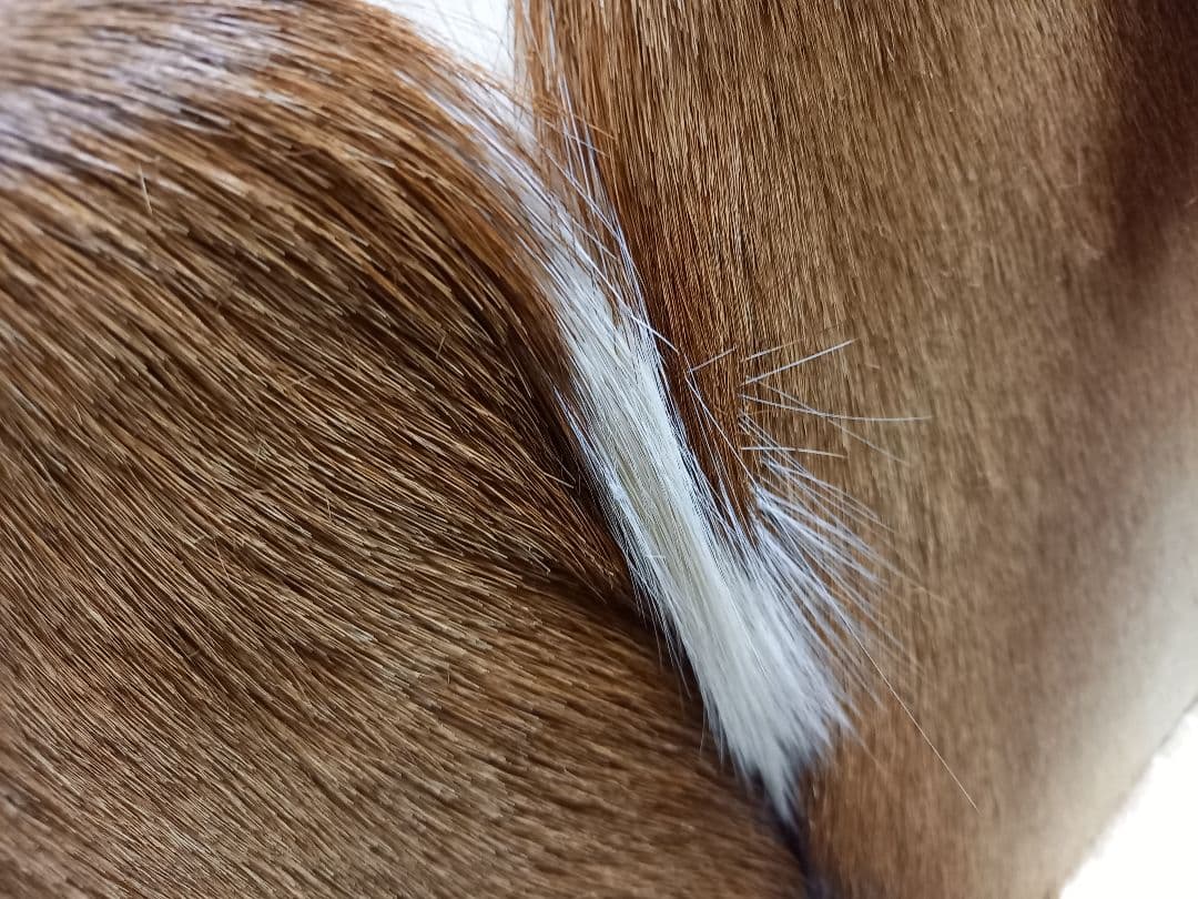 希少　メゾン　テルガス　フランス製　ガゼル　毛皮　スツール　ボックス