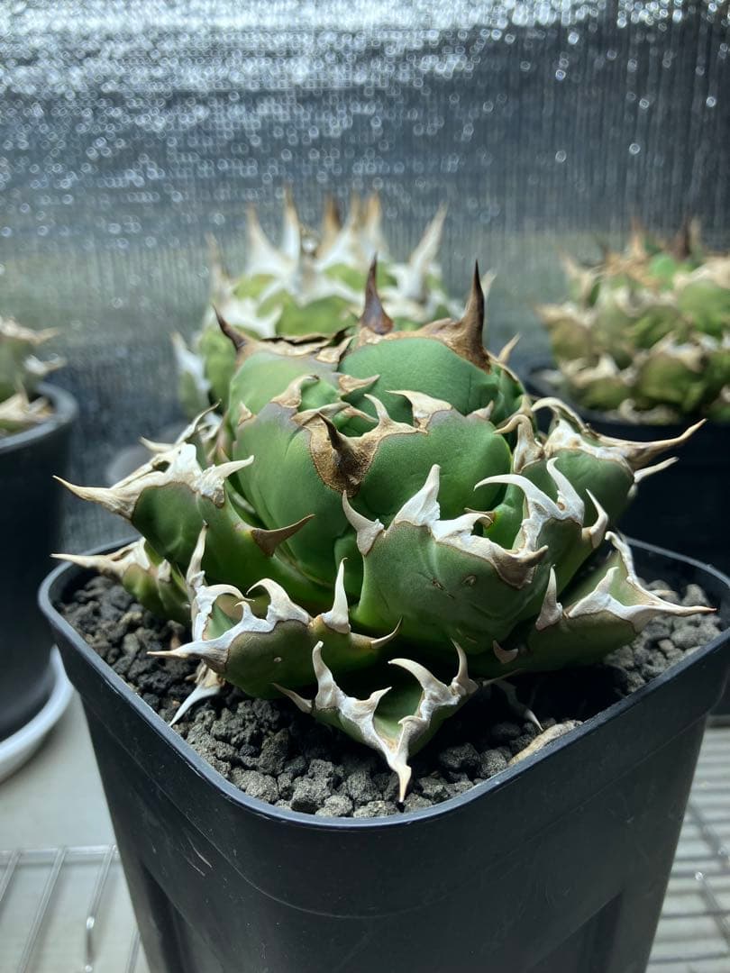 アガベ 精品 姫嚴龍 ボール 扁平 ドワーフ