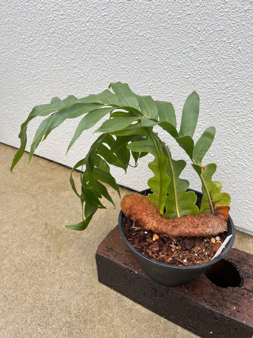 ホザキカザリシダ アグラオモルファ メイエニアナ - メルカリ