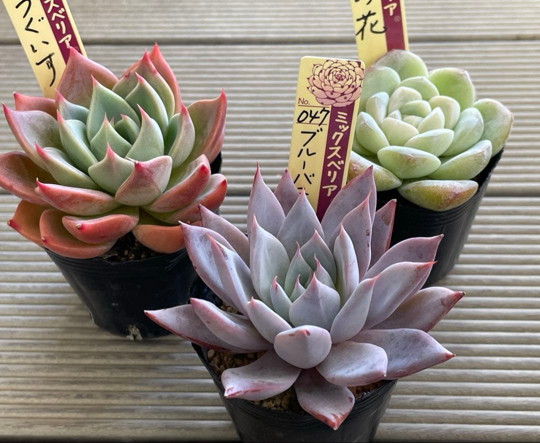 うぐいす　雲の花　ブルーバニラ　札付き　おらいさんミックスベリア　多肉植物