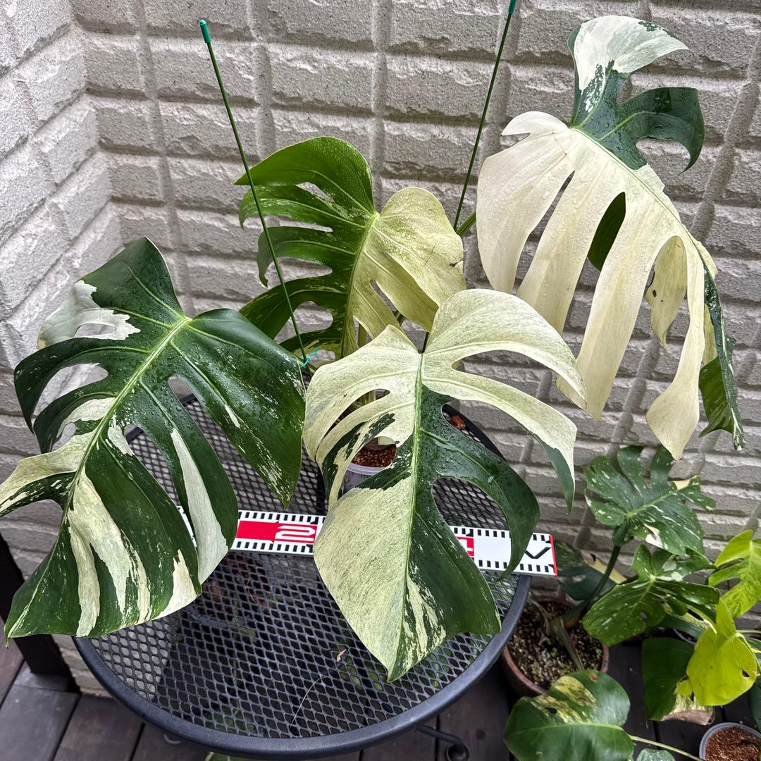 ＊モンステラ＊ミント＊Monstera＊Mint＊