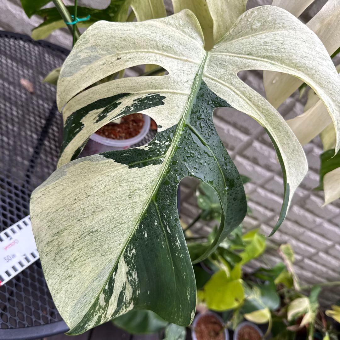 ＊モンステラ＊ミント＊Monstera＊Mint＊