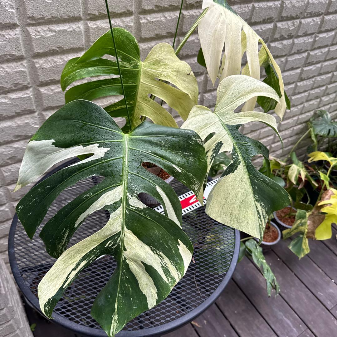 ＊モンステラ＊ミント＊Monstera＊Mint＊