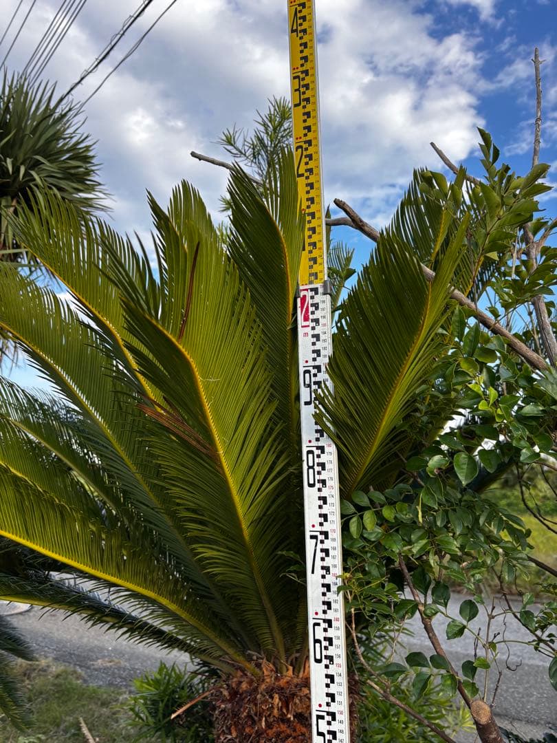 【現地引き取り限定】特大ソテツ 約2.3m 幹太 良形株 シンボルツリー